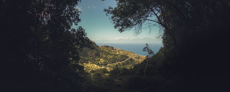 A panoramic view of a lush, green hillside leading to the sparkling ocean under a clear blue sky, framed by trees.